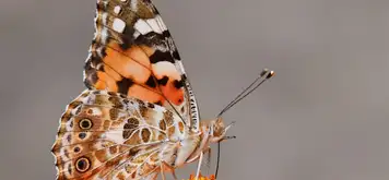 Image related to Butterfly Farm