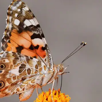 Image related to Butterfly Farm