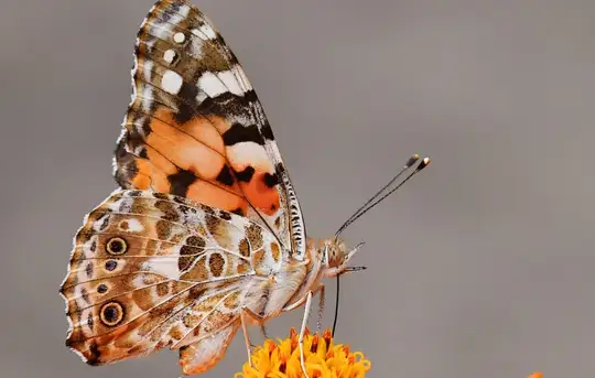 Image related to Butterfly Farm
