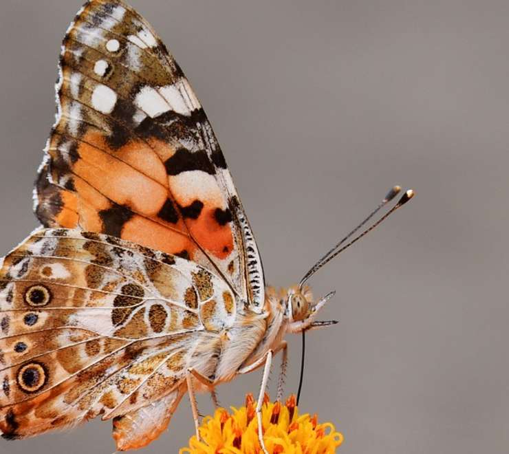 Butterfly Farm