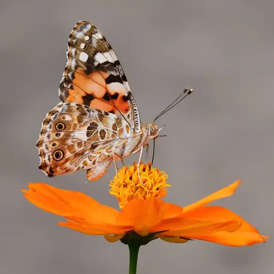 Image related to Butterfly Farm