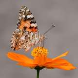 Image related to Butterfly Farm