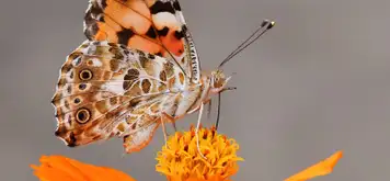 Image related to Butterfly Farm