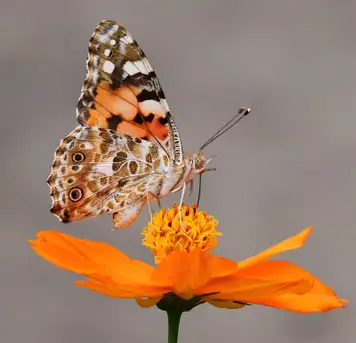 Image related to Butterfly Farm