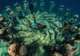 Snorkelling