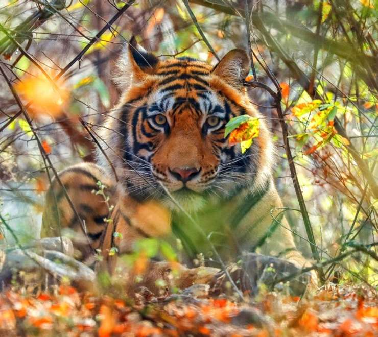Bengal Tigers