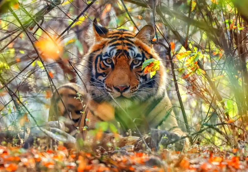 Bengal Tigers
