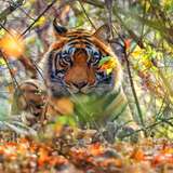 Image related to Bengal Tigers