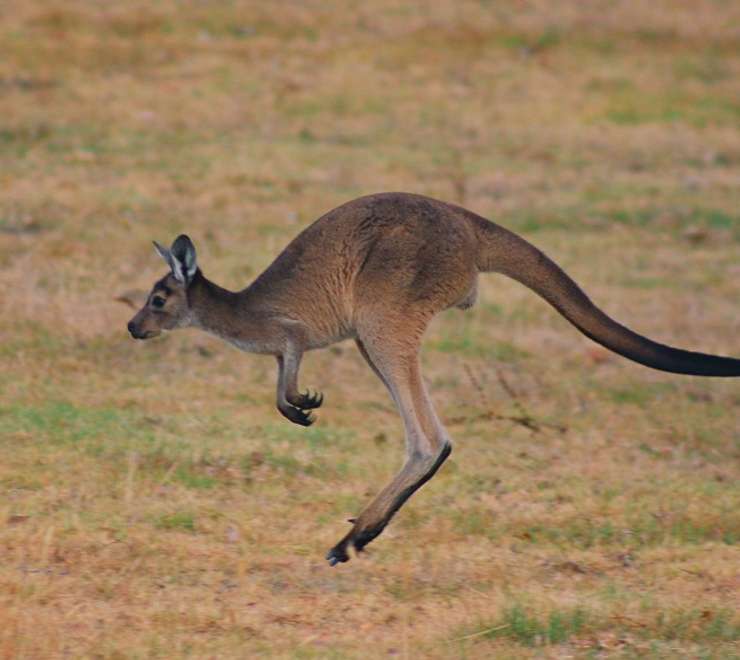 Billabong Sanctuary