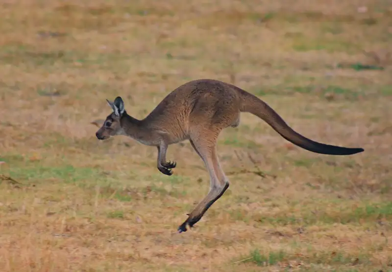 Billabong Sanctuary