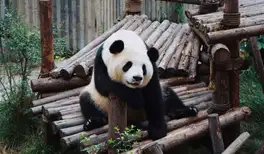 Image related to Chengdu - Panda Conservation Centre