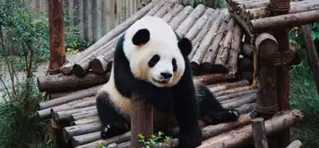 Image related to Chengdu - Panda Conservation Centre