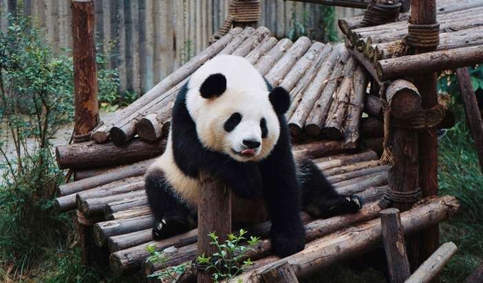 Chengdu - Panda Conservation Centre