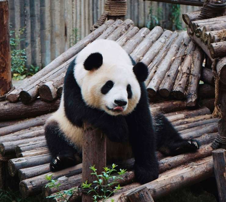 Chengdu - Panda Conservation Centre