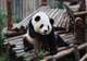 Chengdu - Panda Conservation Centre