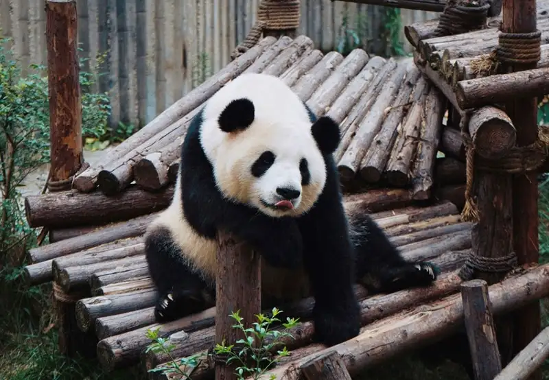 Chengdu - Panda Conservation Centre