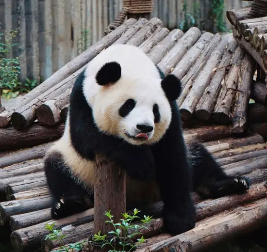Image related to Chengdu - Panda Conservation Centre