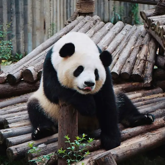 Image related to Chengdu - Panda Conservation Centre