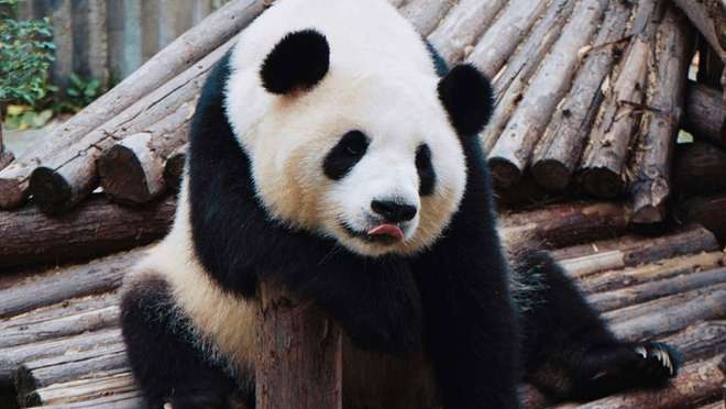 Get Close to Chengdu’s Giant Pandas