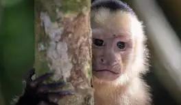 Image related to Manuel Antonio National Park 