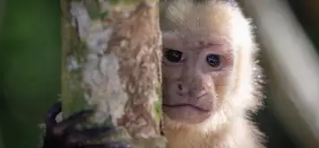 Image related to Manuel Antonio National Park 