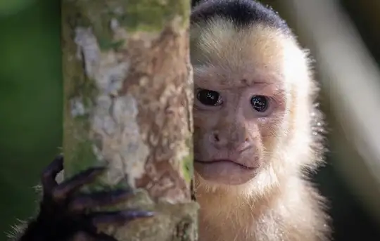 Image related to Manuel Antonio National Park 