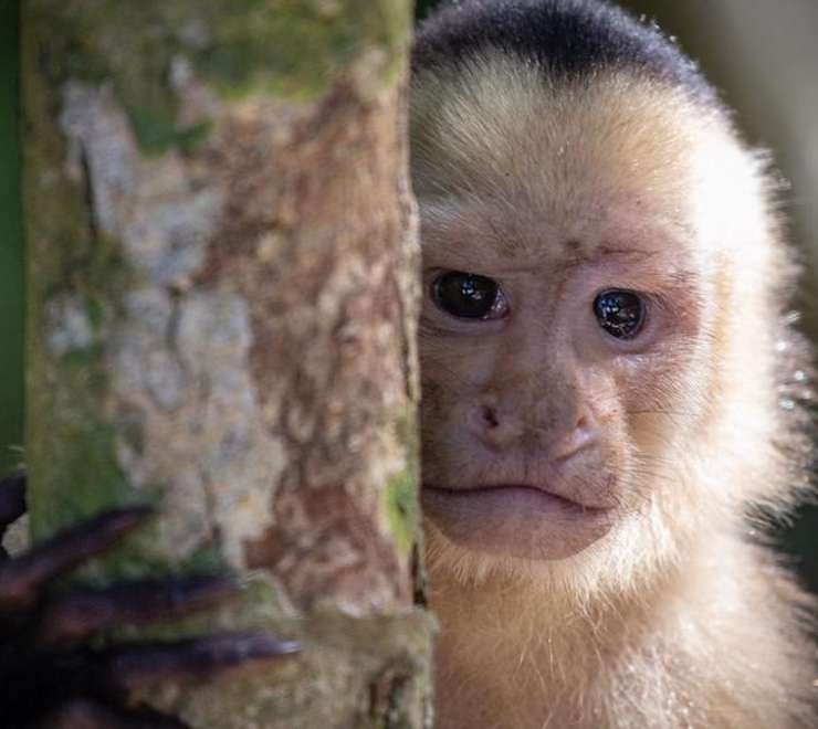 Manuel Antonio National Park 