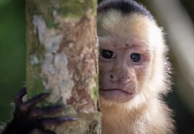 Manuel Antonio National Park 