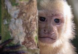 IgluCruise.Application.ViewModels.Shared.WebImageViewModel?.Description