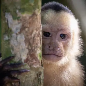 Image related to Manuel Antonio National Park 