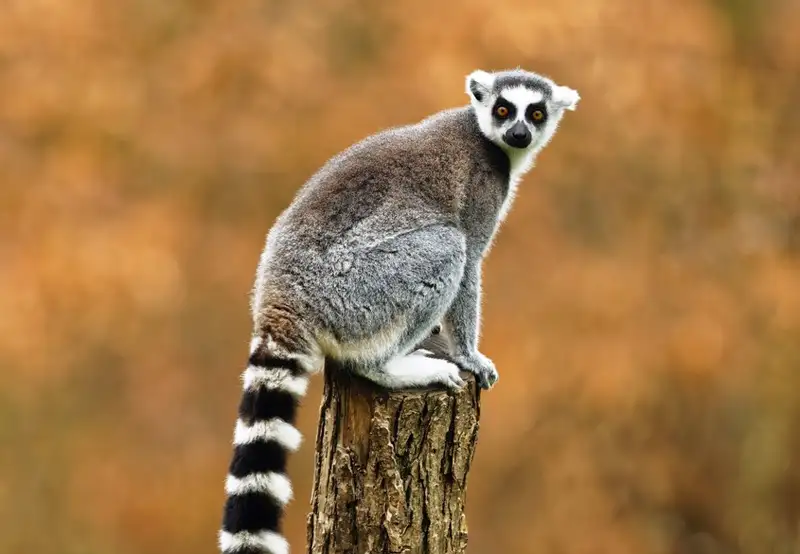 Image related to Adelaide Zoo 