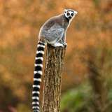 Image related to Adelaide Zoo 