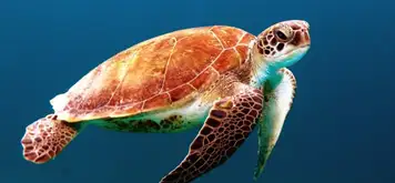 Image related to SeaWorld