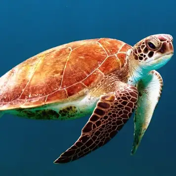 Image related to SeaWorld