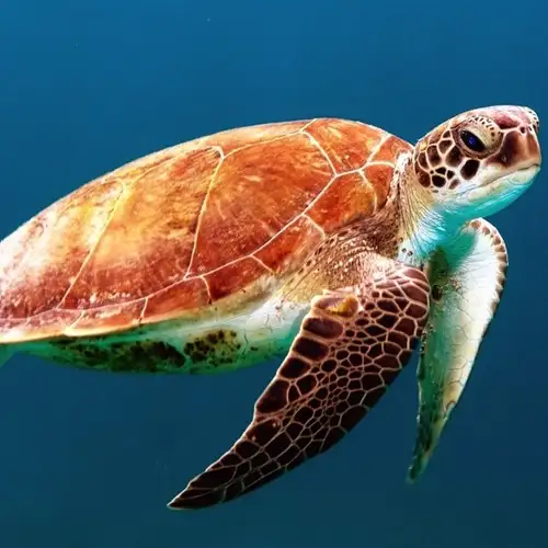 Image related to SeaWorld