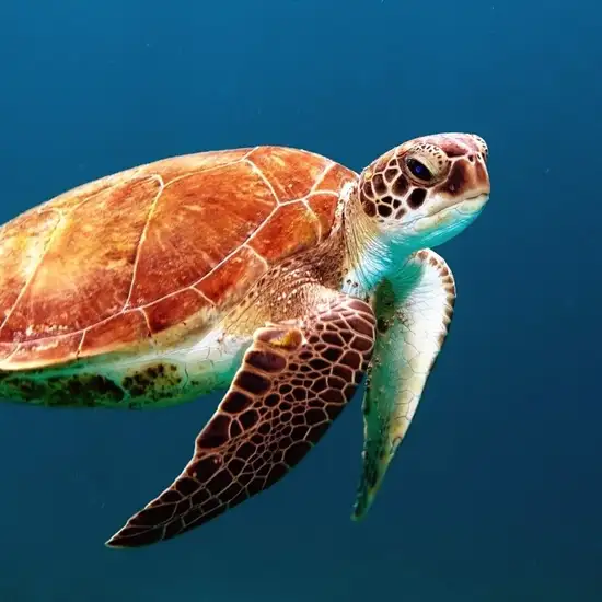 Image related to SeaWorld