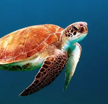 Image related to SeaWorld