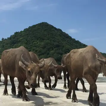 Image related to Selong Belanak 