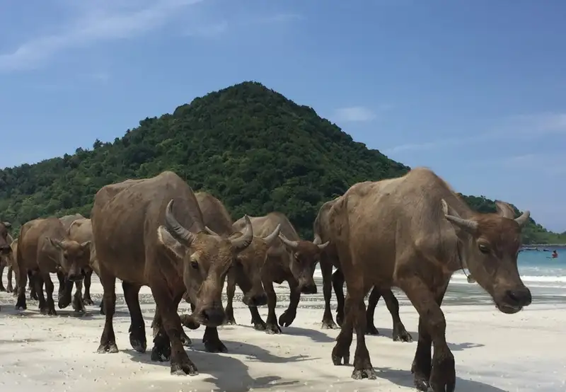 Image related to Selong Belanak 