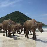 Image related to Selong Belanak 