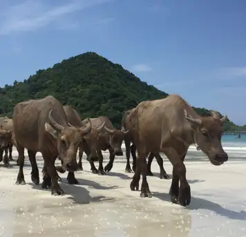 Image related to Selong Belanak 