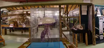 Image related to Museum of the Seas