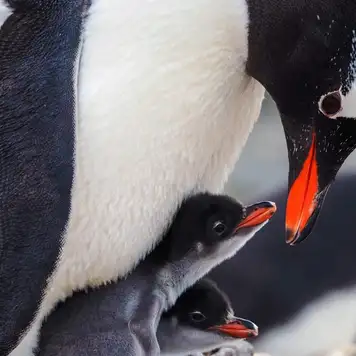 Image related to Penguins