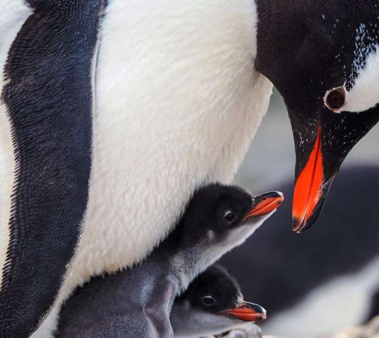 Penguins