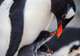 Penguins