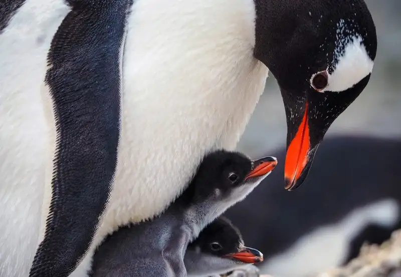 Penguins