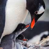 Image related to Penguins