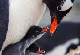 IgluCruise.Application.ViewModels.Shared.WebImageViewModel?.Description