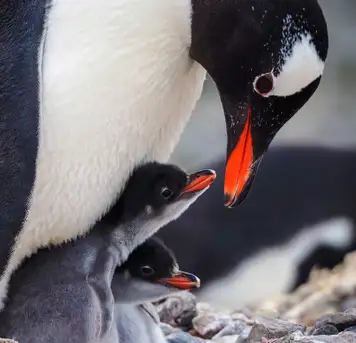 Image related to Penguins