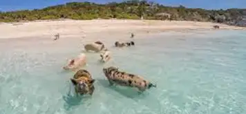 Exuma Island